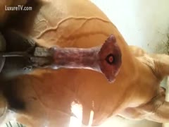 A large brown horse with an enormous cock